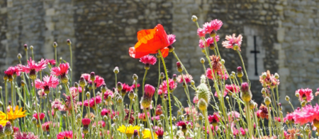 Superbloom at Tower of London