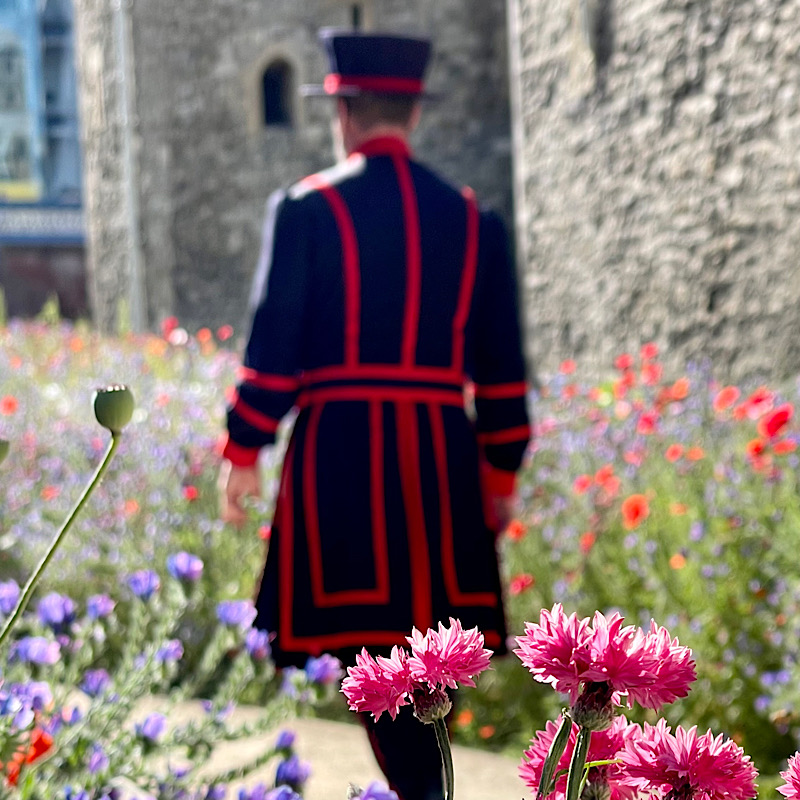Superbloom at Tower of London||||||