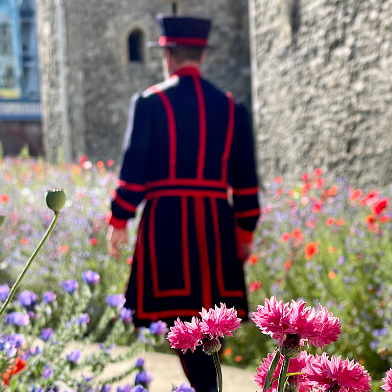 Superbloom at Tower of London