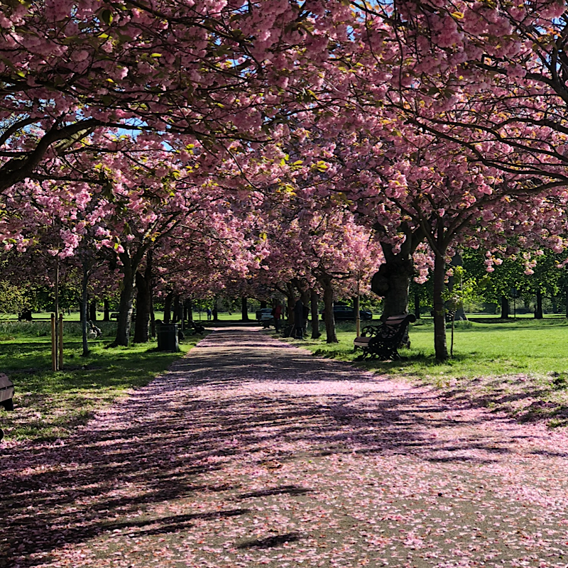 Greenwich in full blossom end of April