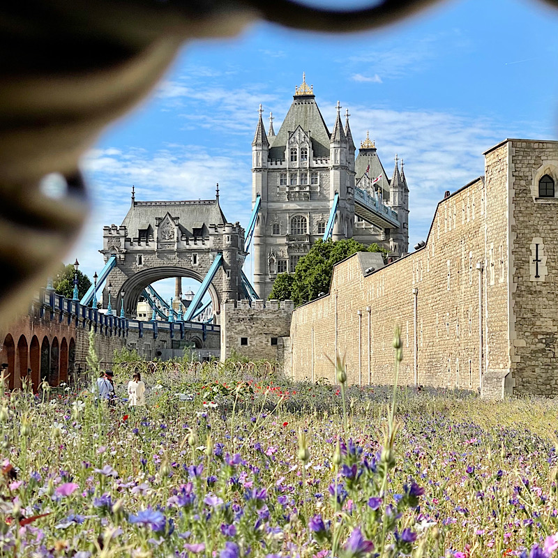 Superbloom at Tower Bridge