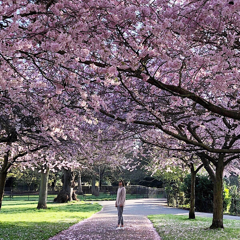 Ravencourt Park and pink blossom in London