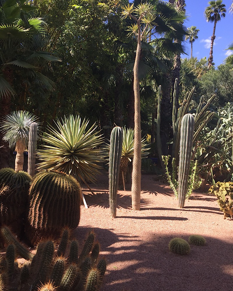 © LLW Jardin Majorelle 