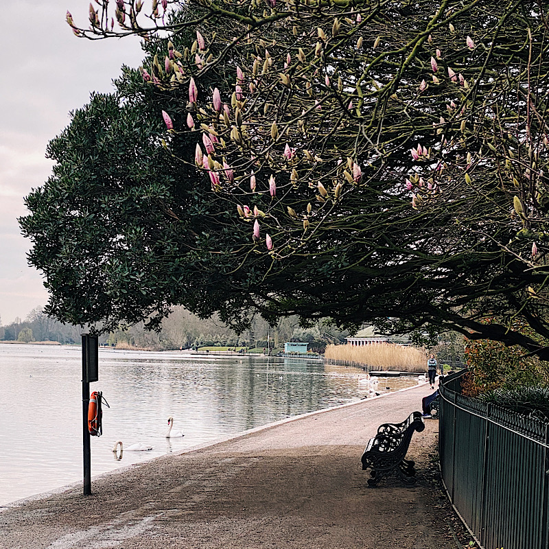 Magnolias in Hyde Park in spring