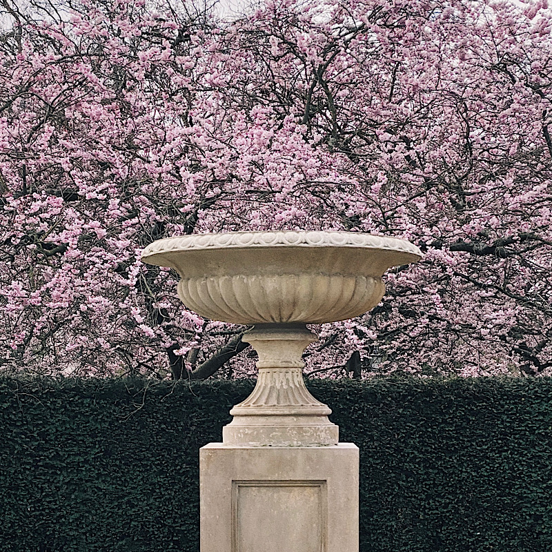 Regents Park blossom in Spring