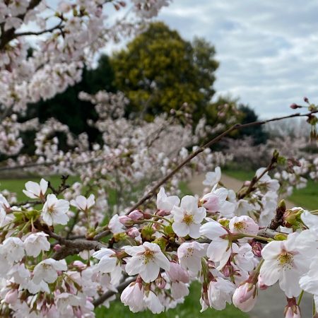 Spring blossom in london parks||||||||||||||