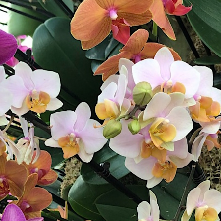 Kew Gardens Orchid Festival