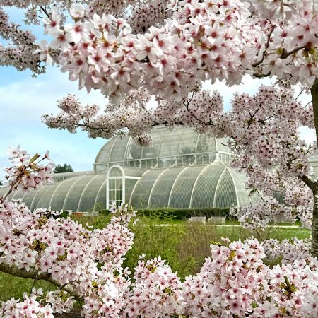 Sounds of Blossom at Kew Gardens