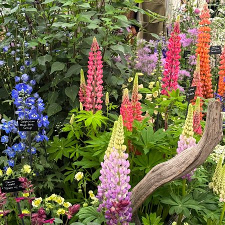 Open Gardens 2024